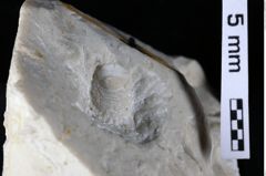 Foto (Detailansicht) von Galatheites zitteli (Moericke, 1889) (NHMW-GEO-1990-0041-0471)